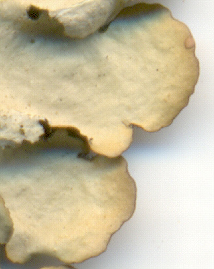 Parmotrema internexum from Brazil, Paraná, Guaraqueçaba leg. C.G. Donha 1221 (UPCB)